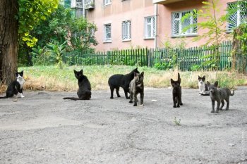 «Архитектуру Одессы» просушили на «Сушке» (фото)