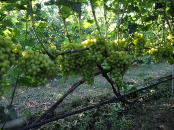 In vino veritas - считают одесские аграрии