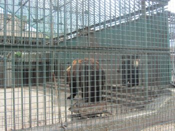 В Одесском зоопарке отметили Праздник проснувшихся медведей