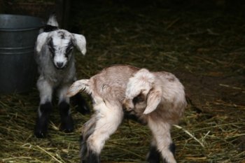 В Одессе состоится конкурс красоты среди камерунских коз