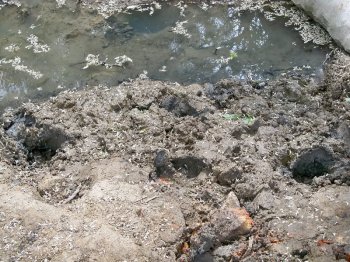 Общественники во главе с одесскими журналистами «взвесили» соль Куяльника