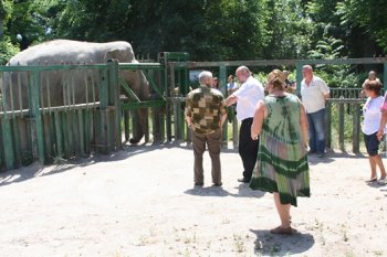 Одесской слонихой Венди заинтересовалось международное Общество защиты слонов