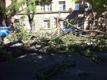 Одесские спасатели о последствиях урагана: Повалено более 1000 деревьев, есть пострадавшие и погибший