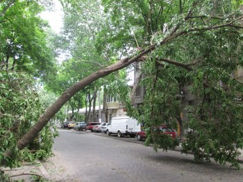 На ул. Льва Толстого дерево до сих пор висит на проводах (фото)