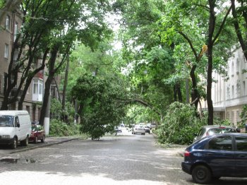 На ул. Льва Толстого дерево до сих пор висит на проводах (фото)
