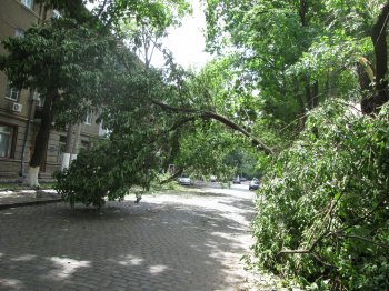 На ул. Льва Толстого дерево до сих пор висит на проводах (фото)