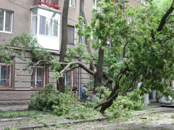 На ул. Льва Толстого дерево до сих пор висит на проводах (фото)