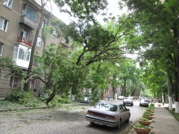 На ул. Льва Толстого дерево до сих пор висит на проводах (фото)