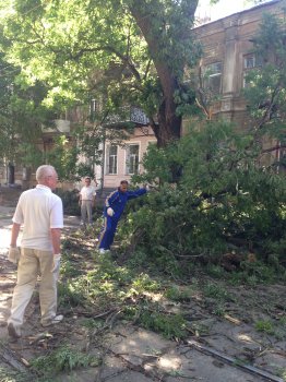 Активисты Общественного совета расчистили Гимназическую и Пантелеймоновскую от веток и мусора