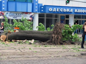 Одесская милиция помогает коммунальным службам в ликвидации последствий урагана (фото)