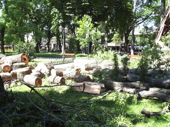 Одесский Горсад реанимируют после бури