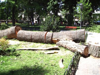Одесский Горсад реанимируют после бури