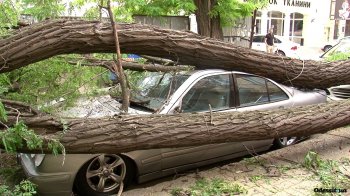 В центре Одессы рухнувшее дерево раздавило крутые иномарки (фото)
