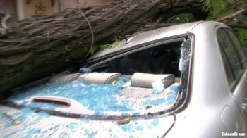 В центре Одессы рухнувшее дерево раздавило крутые иномарки (фото)