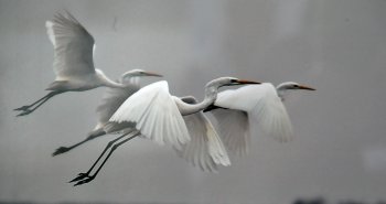 Наши таможенники ударили по миссии Евросоюза фотовыставкой