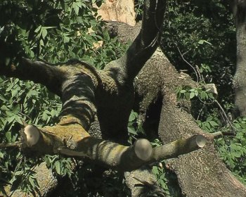 Детскую площадку на Капитана Кузнецова,93 освободили от упавшего дерева
