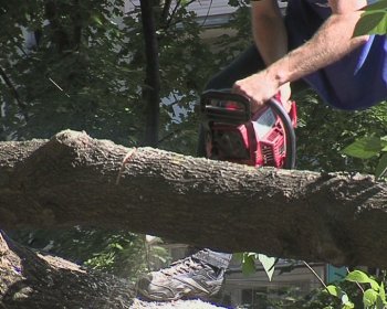 Детскую площадку на Капитана Кузнецова,93 освободили от упавшего дерева