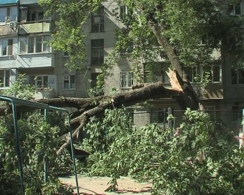 Детскую площадку на Капитана Кузнецова,93 освободили от упавшего дерева