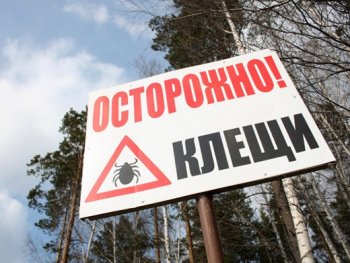 Одесские медики дают рекомендации по профилактике клещевого энцефалита