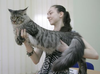 В Одессе редкие кошки вовсю красовались и рвались к микрофонам (фото)