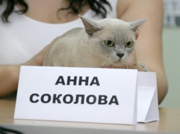 В Одессе редкие кошки вовсю красовались и рвались к микрофонам (фото)