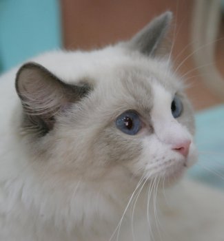 В Одессе редкие кошки вовсю красовались и рвались к микрофонам (фото)