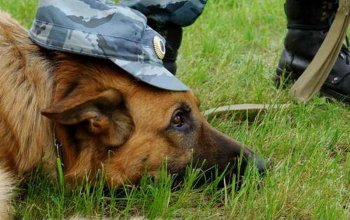 Служебная собака унюхала вооруженного молдаванина