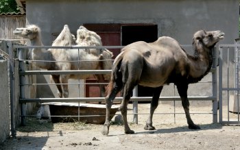 Фотосессия новорожденного верблюжонка в Одесском зоопарке