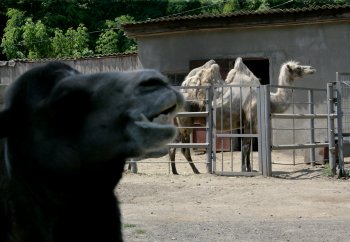 Фотосессия новорожденного верблюжонка в Одесском зоопарке