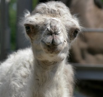 Фотосессия новорожденного верблюжонка в Одесском зоопарке