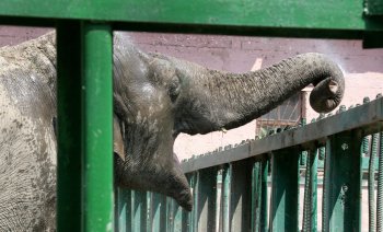 Одесская слониха Венди принимает ежедневный душ и посыпает себя пылью