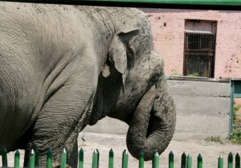 Одесская слониха Венди принимает ежедневный душ и посыпает себя пылью