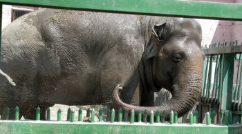 Одесская слониха Венди принимает ежедневный душ и посыпает себя пылью