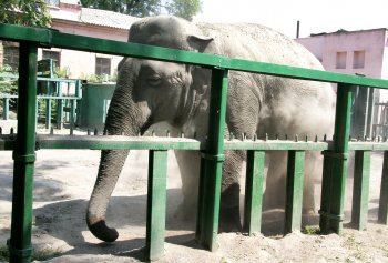 Одесская слониха Венди принимает ежедневный душ и посыпает себя пылью