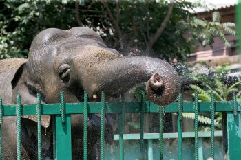 Одесская слониха Венди принимает ежедневный душ и посыпает себя пылью