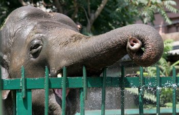 Одесская слониха Венди принимает ежедневный душ и посыпает себя пылью