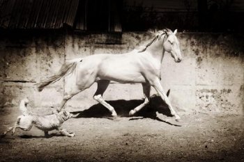 Одесса готовится к открытию выставки фотографа Леси Чикарюк