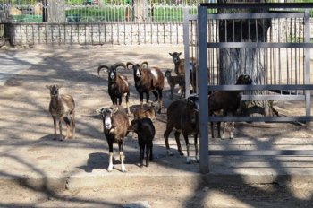 Одесский зоопарк объявляет конкурс на лучшие имена для новорожденных питомцев