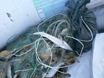 Пойман молдаванин, который незаконно рыбачил в Черном море