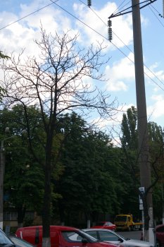 Почему в Одессе так грязно? (фото)