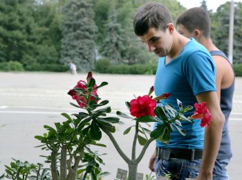 В Одессе нашествие… кактусов (фото)