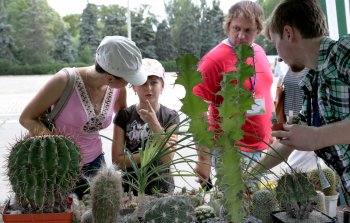 В Одессе нашествие… кактусов (фото)