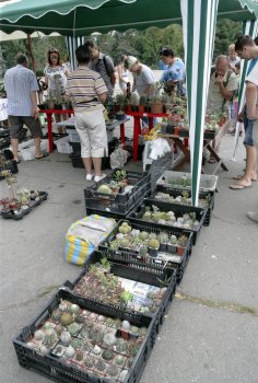 В Одессе нашествие… кактусов (фото)