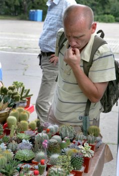 В Одессе нашествие… кактусов (фото)
