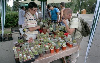 В Одессе нашествие… кактусов (фото)