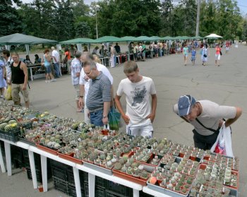 В Одессе нашествие… кактусов (фото)