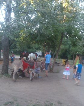 В Одессе продолжают издеваться над животными