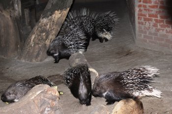 Одесский зоопарк планирует ввести в практику ночные экскурсии