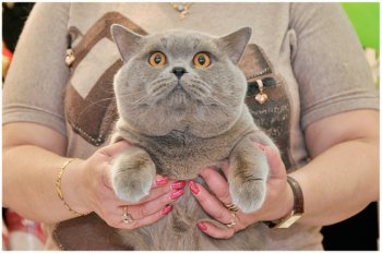 В Одессу съехались любители кошек