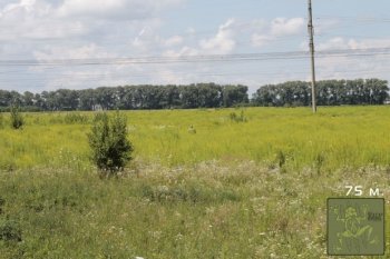 В Украине разработали уникальный камуфляж под названием "ЖАБА"